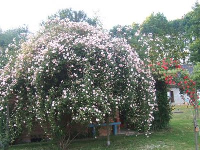 Entretien de rosiers et d’un jardin réalisés près d’Oloran Sainte Marie (64)