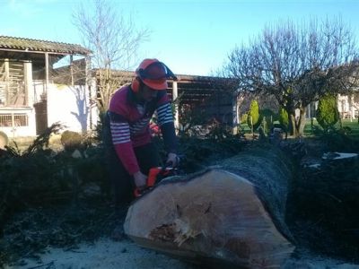 Abattage d’arbres réalisé à Oloron-Sainte-Marie (64)
